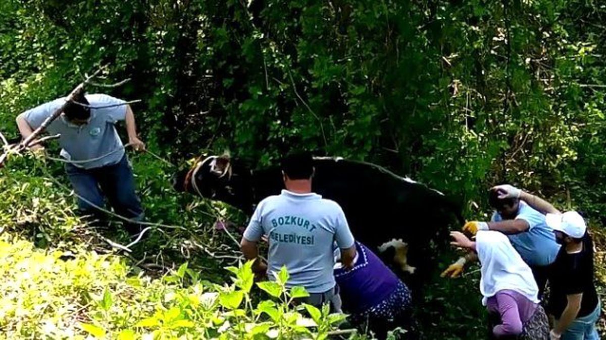 Uçuruma Yuvarlanan İneği Belediye Ekipleri Kurtardı