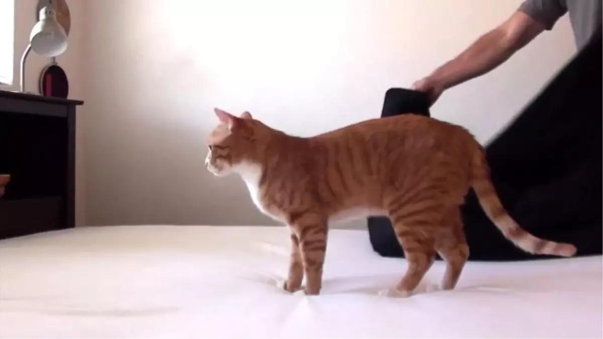 Asla Bir Araya Gelmemesi Gereken İkili (Kedi ve Yatak)