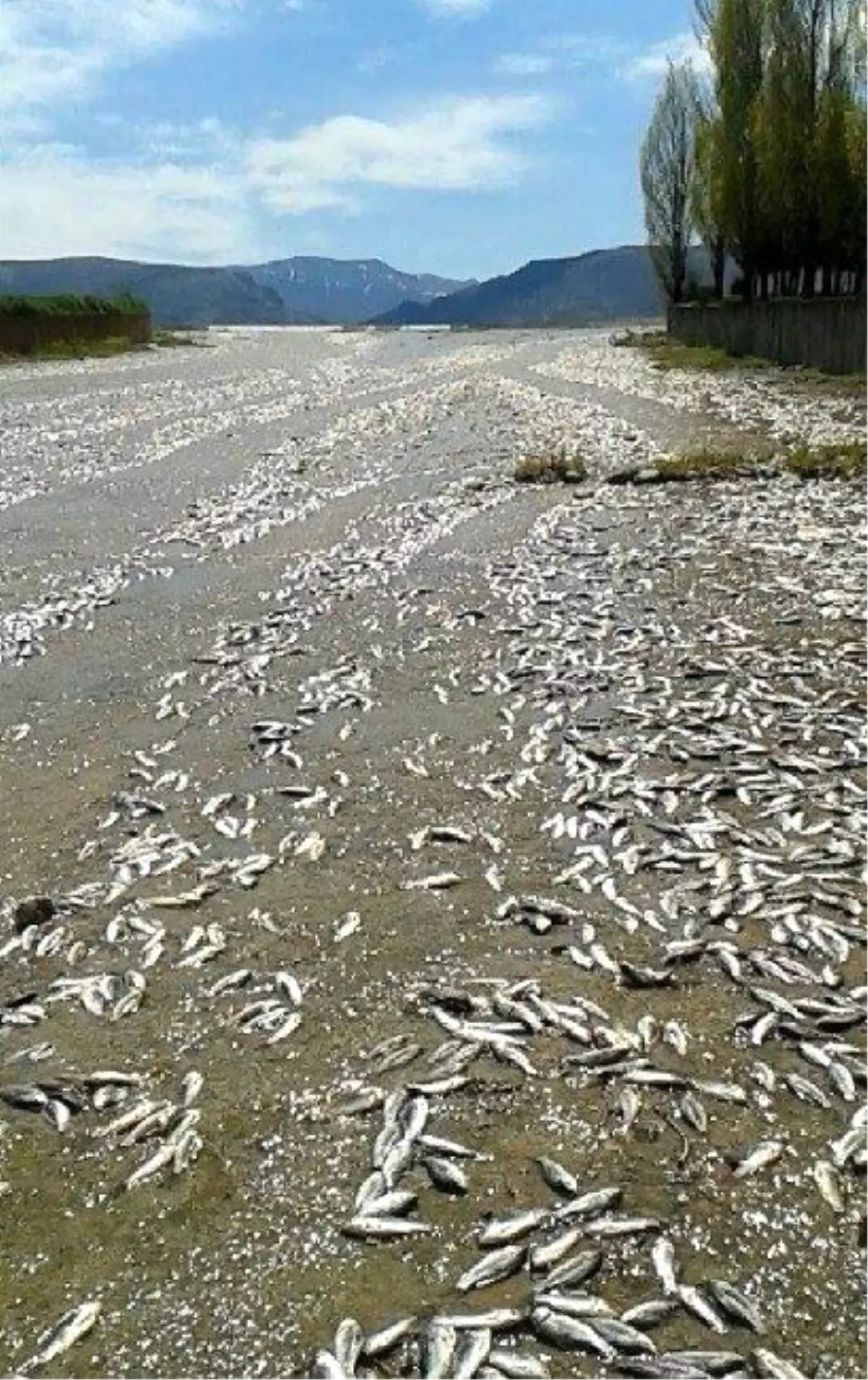 Baraj Taştı, Binlerce Balık Telef Oldu