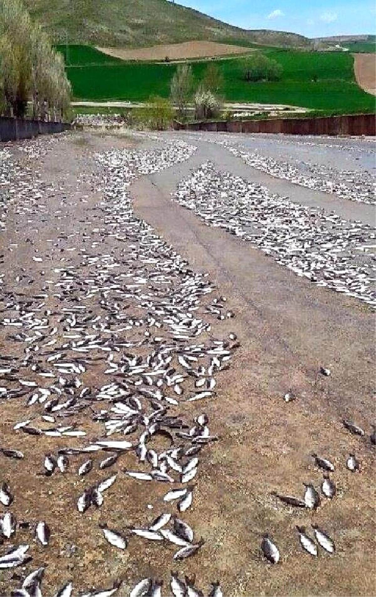 Baraj Taştı, Binlerce Balık Telef Oldu