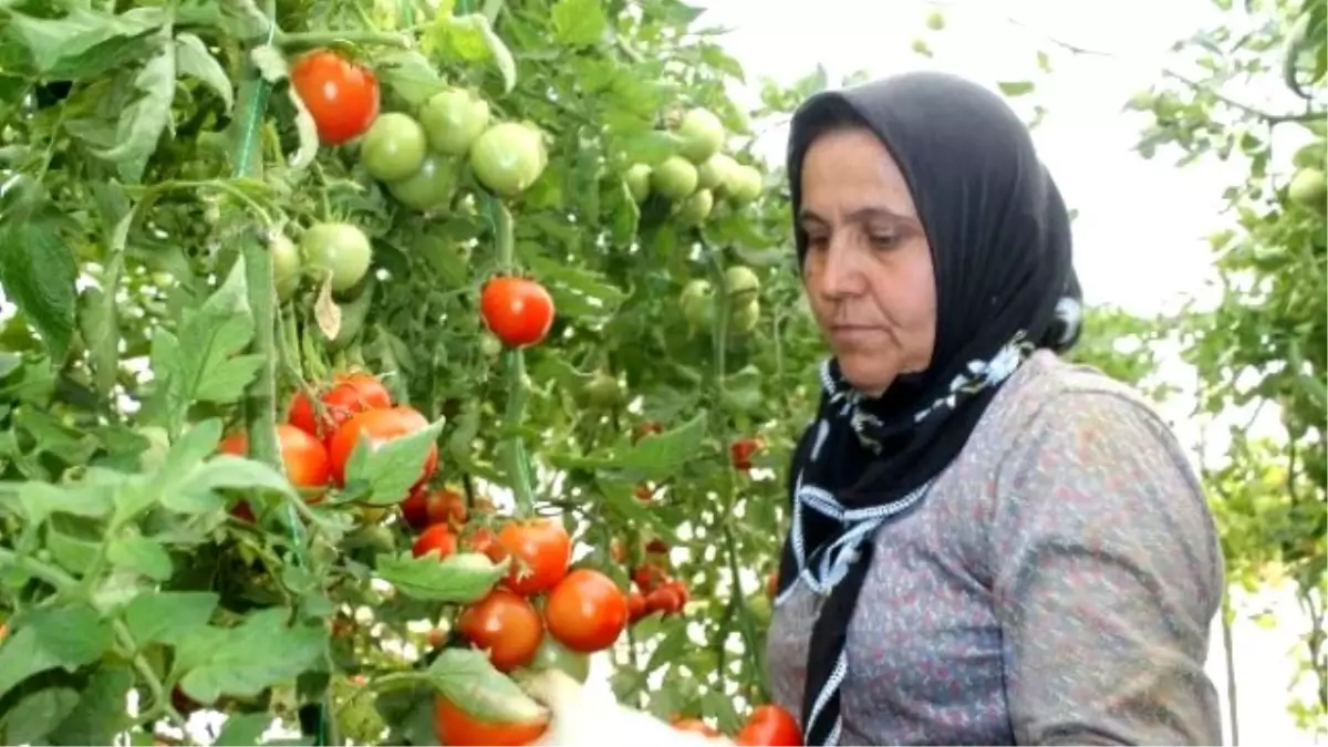 Domates Fiyatları Çiftçinin Yüzünü Güldürdü