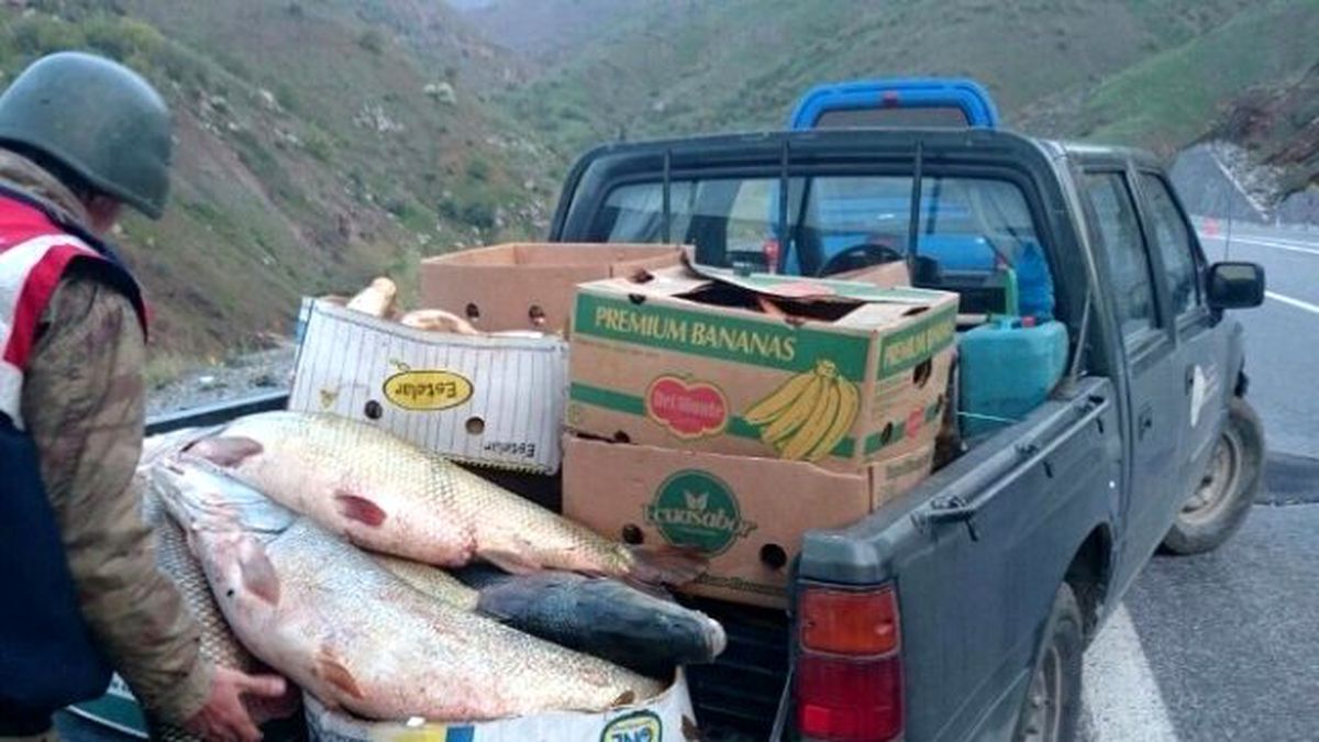 Elazığ\'da 1,5 Ton Kaçak Balık Ele Geçirildi