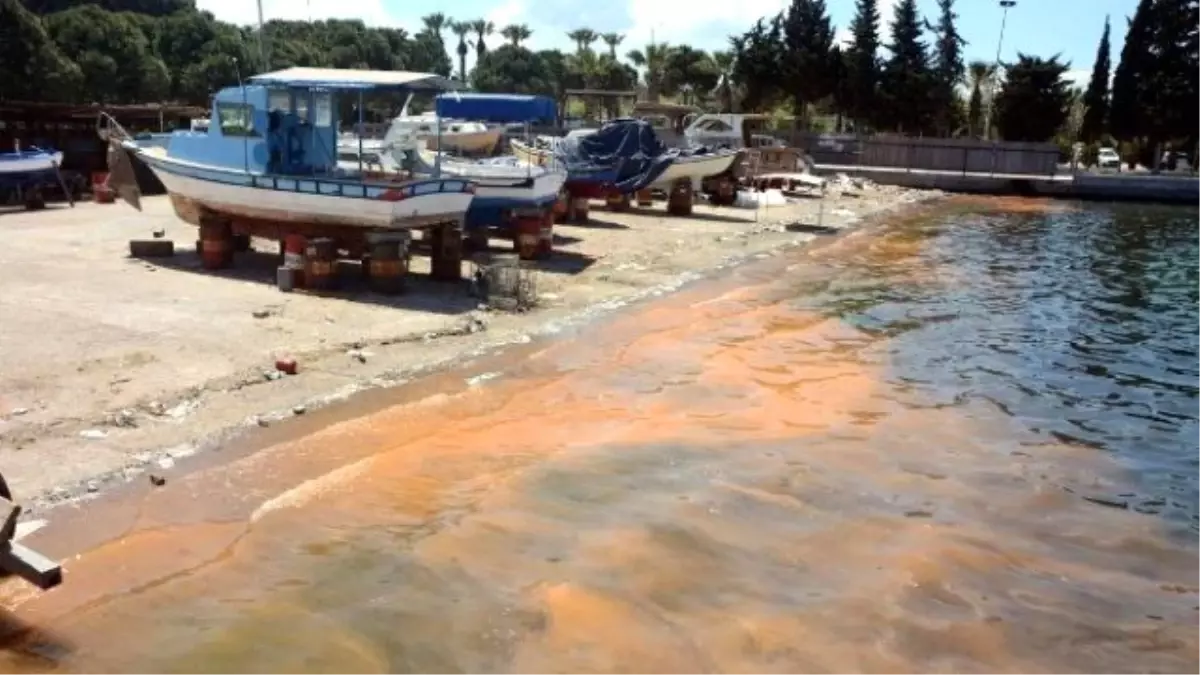 Deniz Kirliliği Sandılar, Balık Yumurtası Çıktı