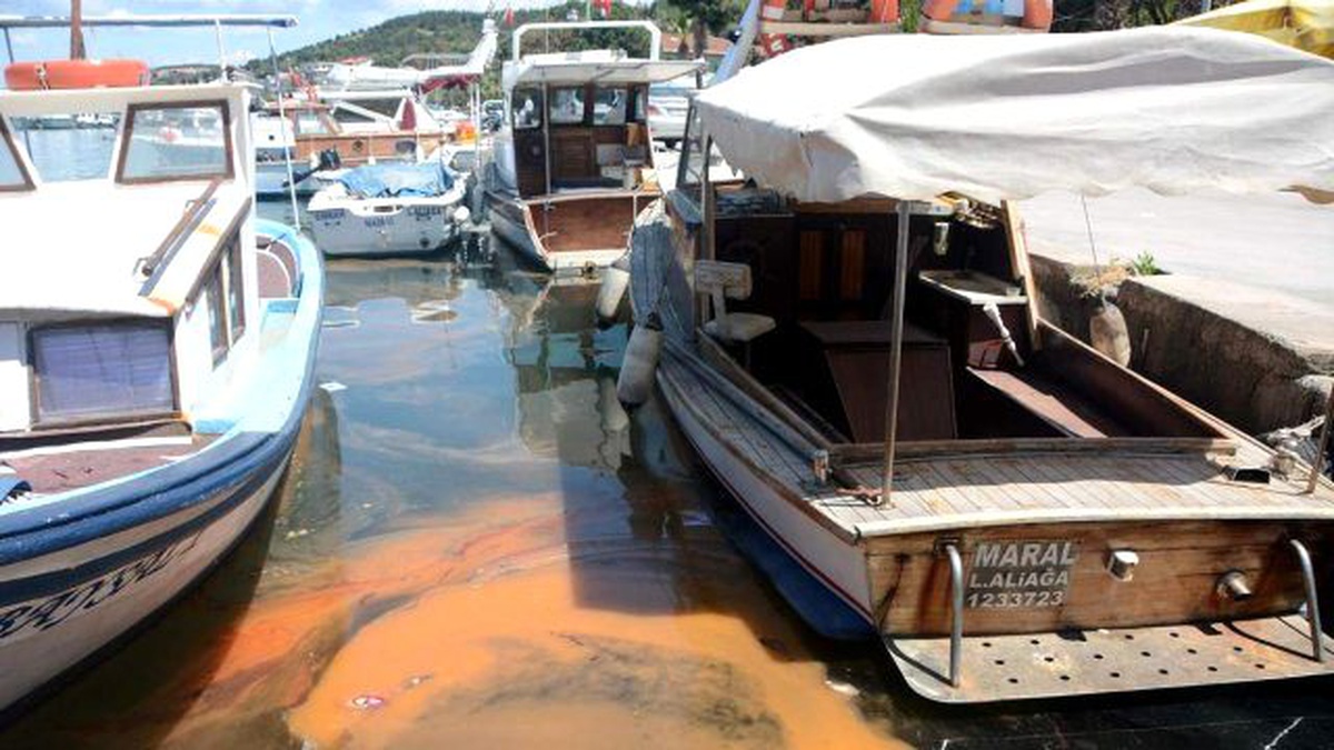 Deniz Kirliliği Sandılar Balık Yumurtası Çıktı