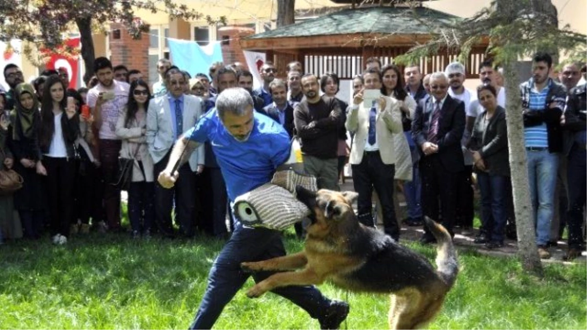 Köpeklerin Eğitim Gösterisine İzleyicilerden Yoğun İlgi