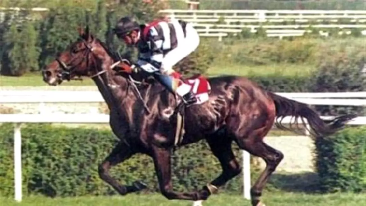 Legendary Champion Thoroughbred Bold Pilot Dead At 22