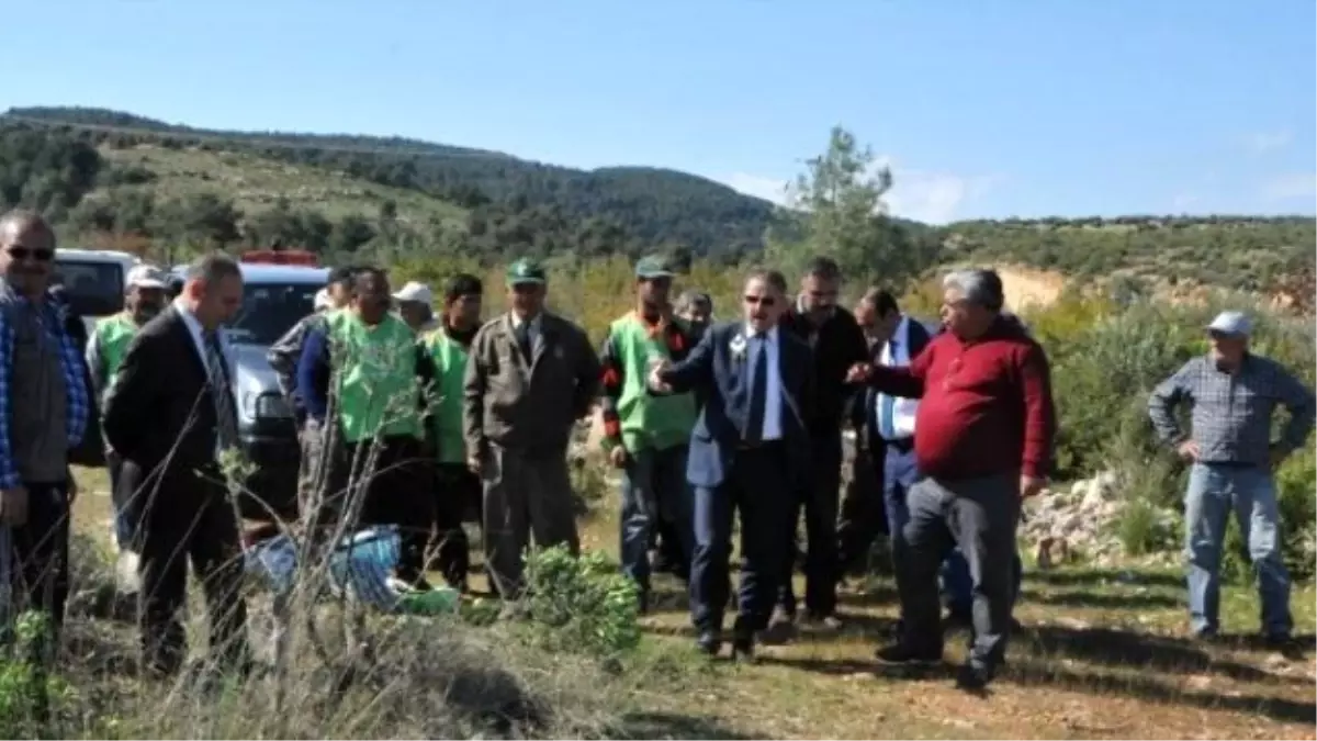 Yabani Zeytin\' Aşılamaları ile Yöre Halkının Geliri Artacak