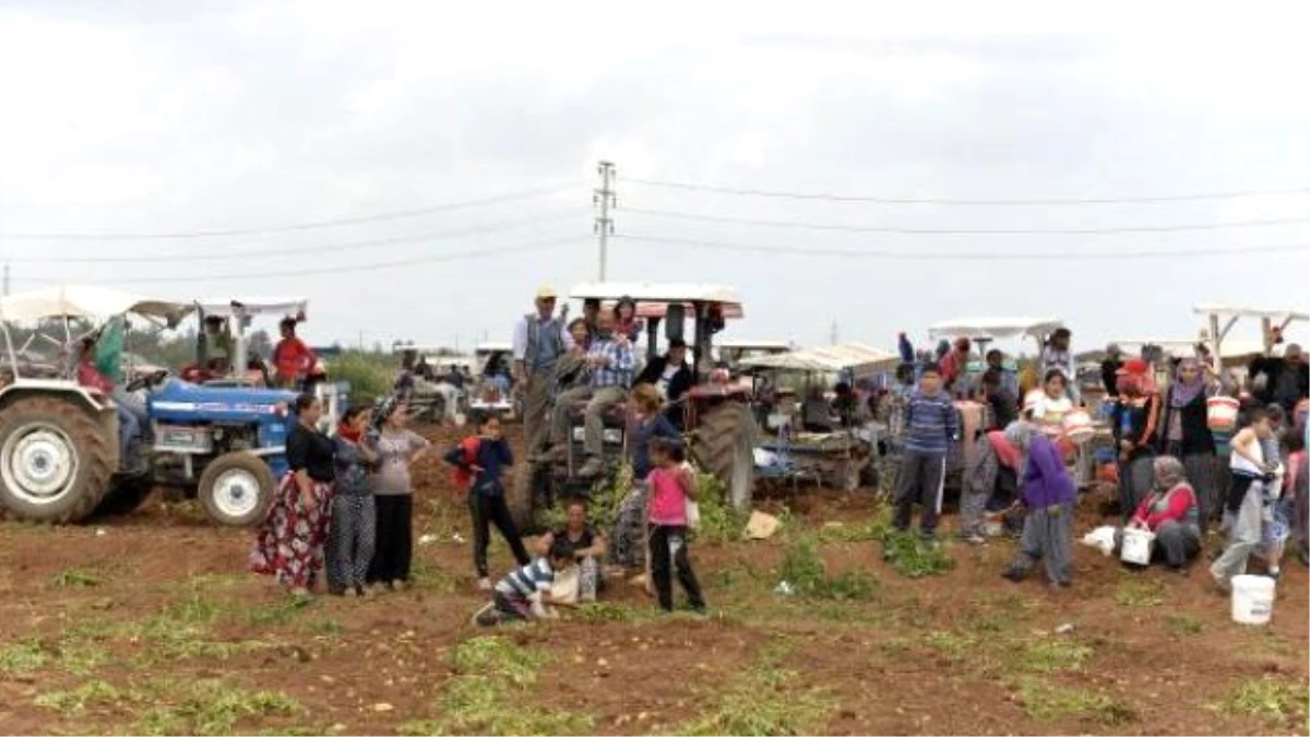 Adana\'da Dar Gelirli Vatandaşlar Patates Tarlasına Koştu