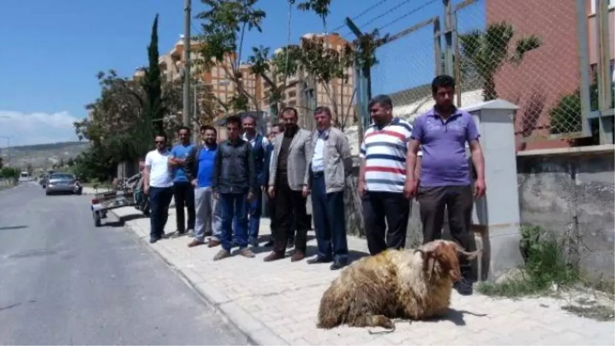 Görevi Bırakan Tedaş Müdürünün Gidişini Kurban Keserek Kutladılar