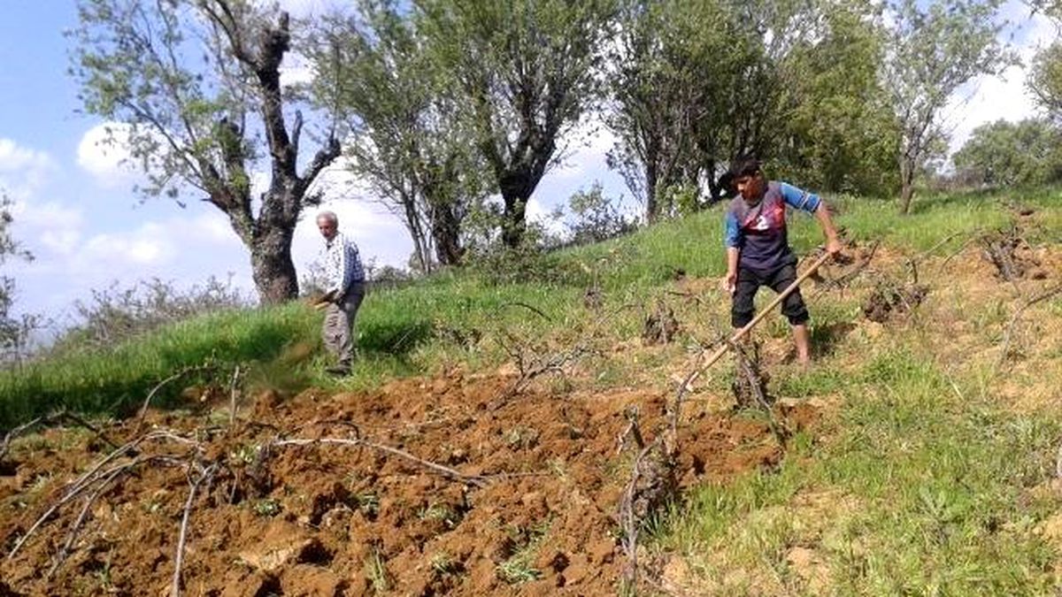 Kulp\'ta Bağ Belleme Dönemi Başladı