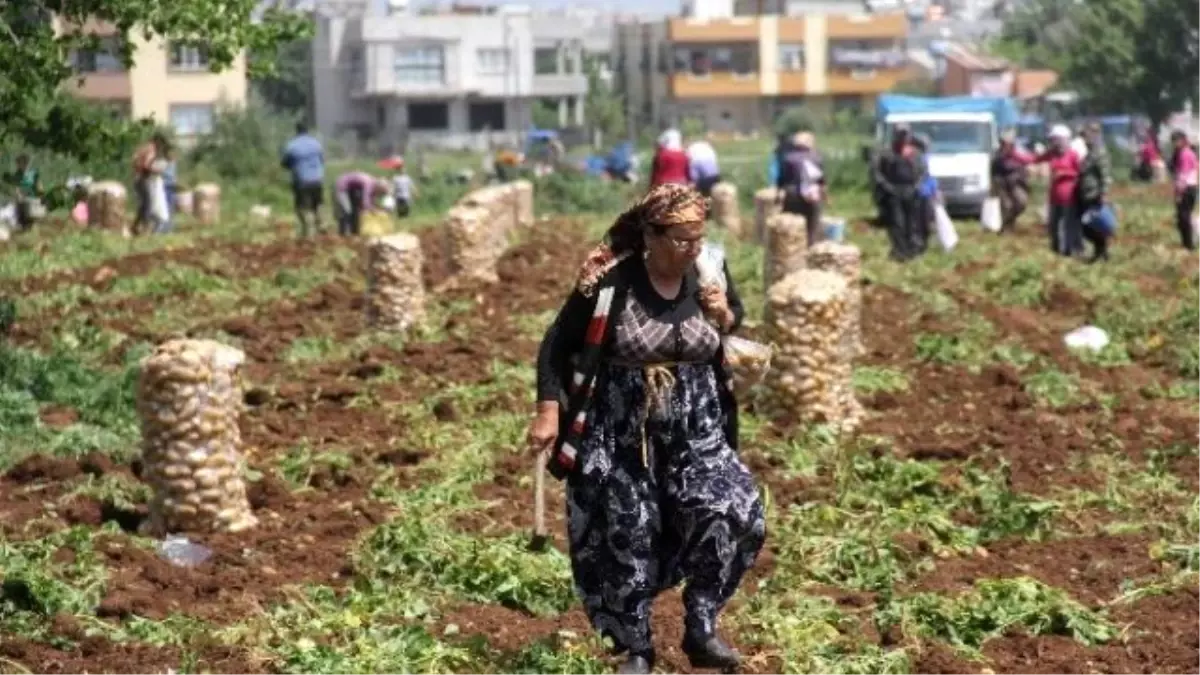 5 Liralık Patatesten Bedava Almak İçin Tarlaya Koşup Başak Topladılar