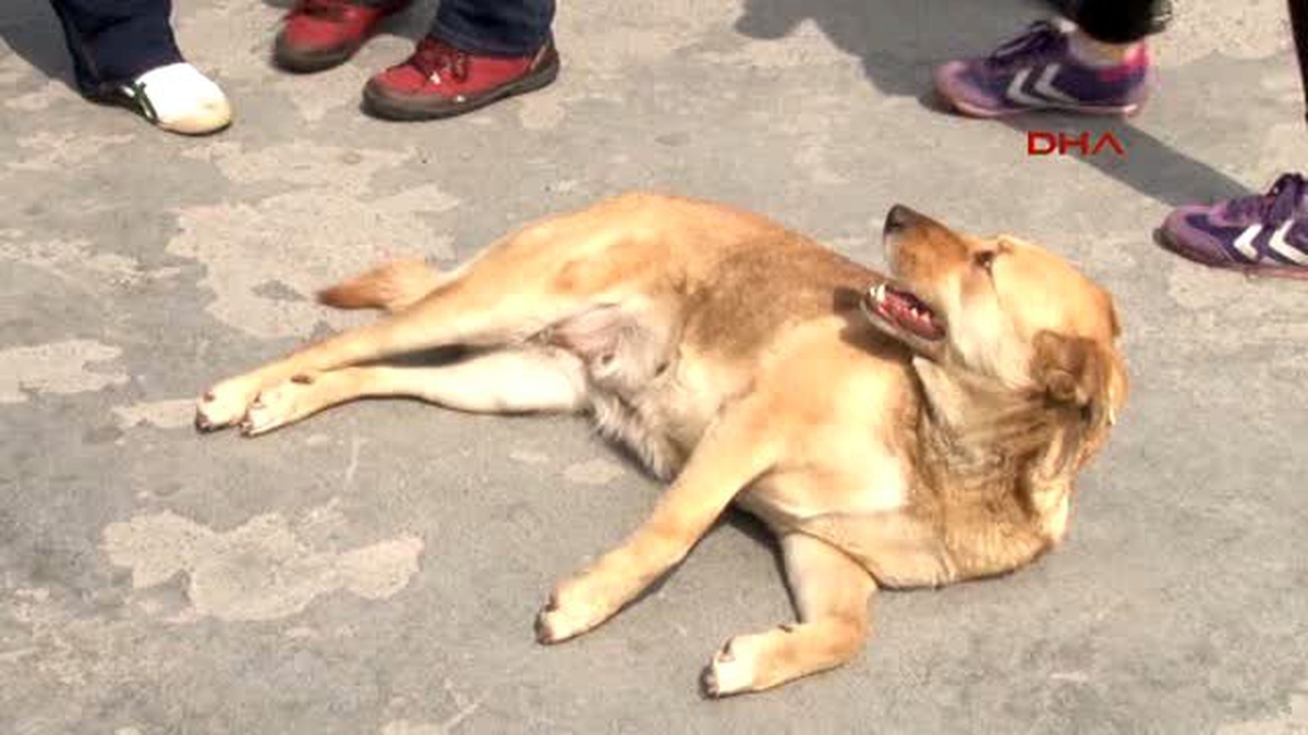 Turkey?s May Day Dog Chases Patrol Car