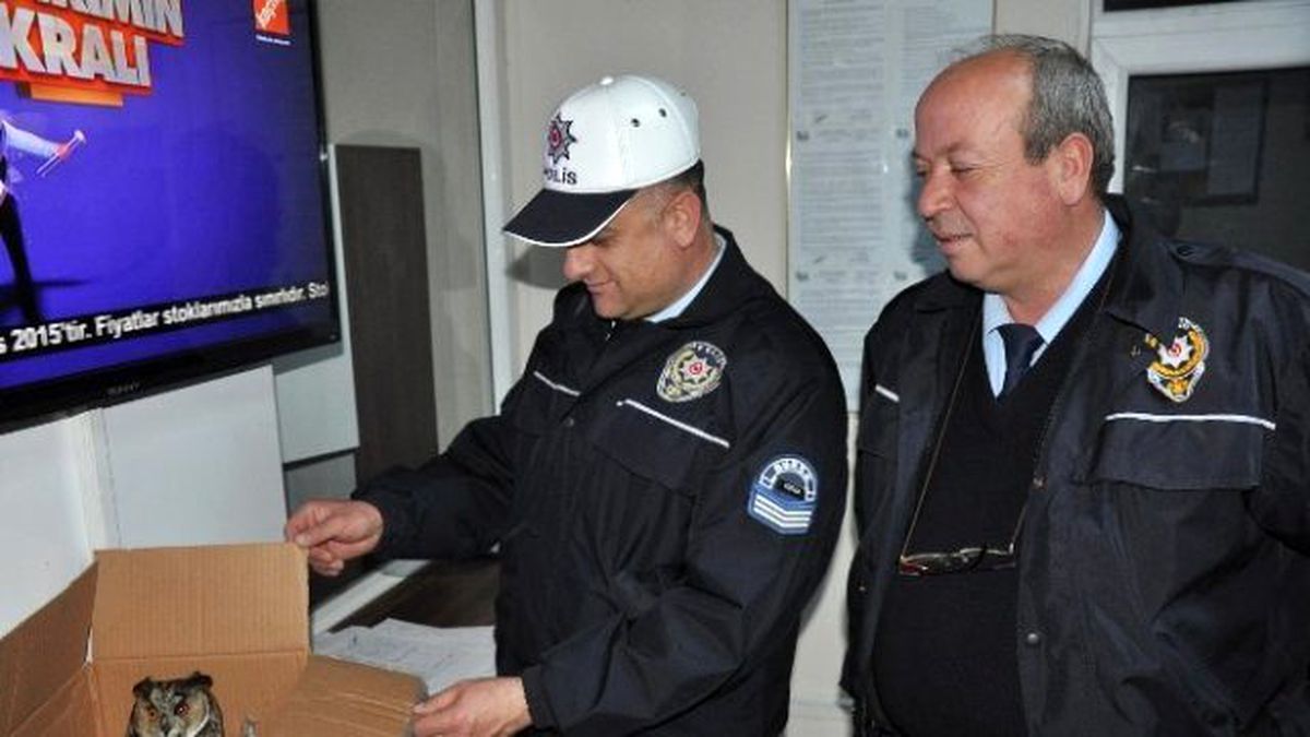 Yaralı Baykuş\'a Polis Şefkati