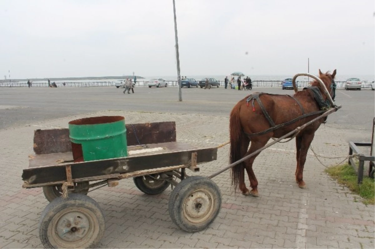 At Arabası Otomobille Çarpıştı