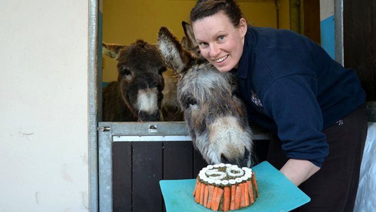 Eşeğin Doğum Gününü Kutladılar