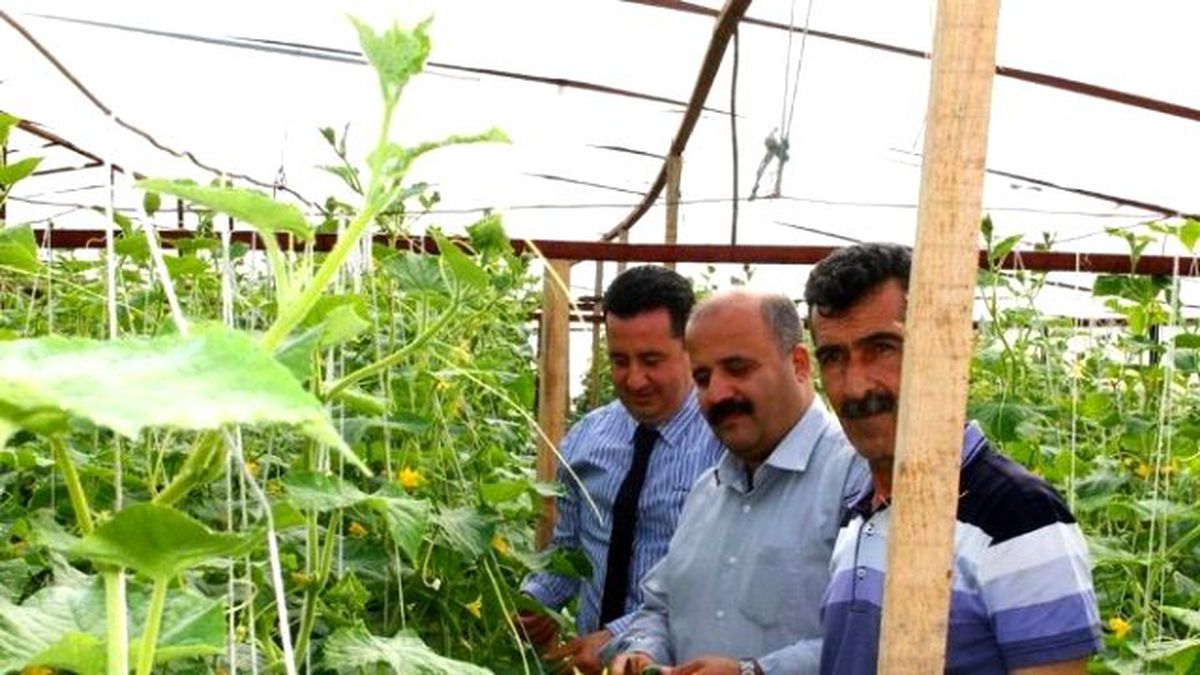 İlçe Tarım Müdürlüğü Seralarda İncelemelerde Bulundu