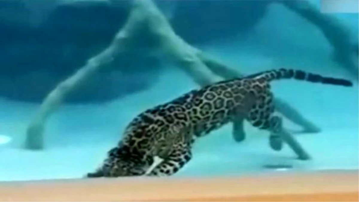Jaguarın Su Altındaki Şovu Büyüledi