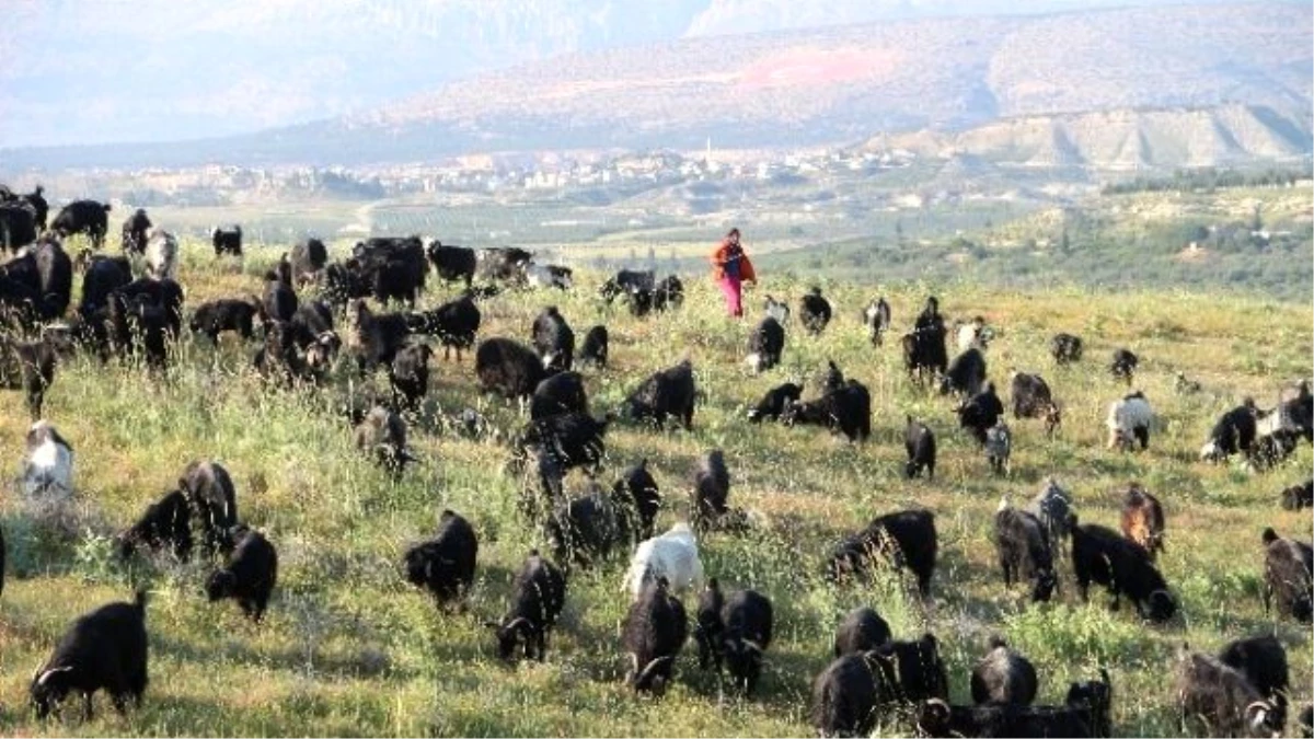 Sarıkeçili Yörüklerinin Yayla Göçü Başladı