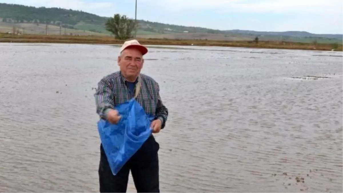 Trakya\'da İlk Çeltik Tohumu Toprakla Buluştu