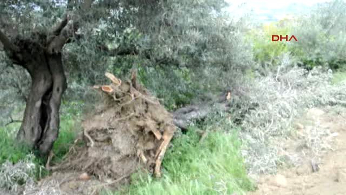 Aydın Ağaç Keserek Yol Açan Jeotermal Enerji Firmasına Belediye Engeli