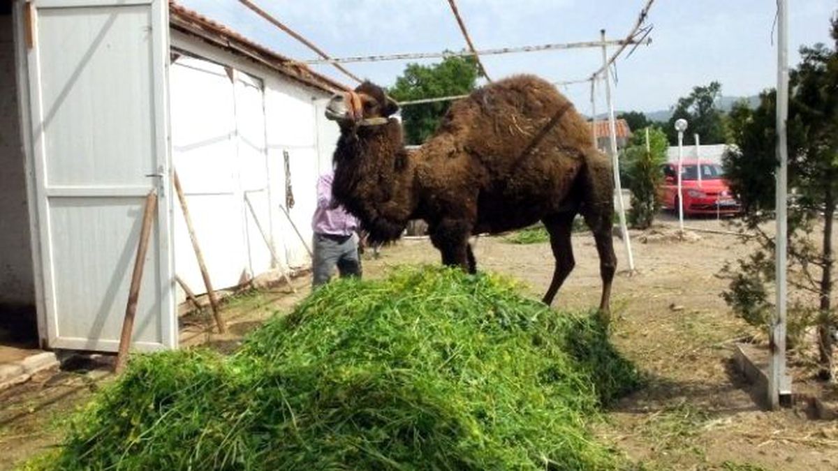Burhaniye\'de Güreş Develerine Bahar Bakımı