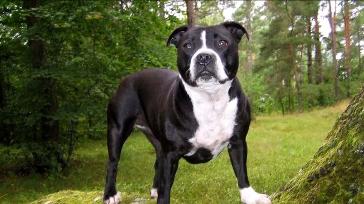 En Tehlikeli 10 Köpek Cinsi