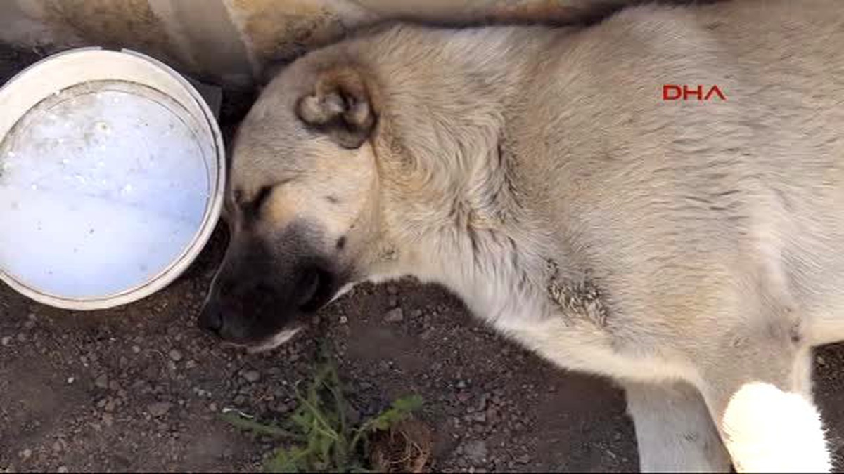 İzmir - Zehirli Gıdayla Köpek İtlafı