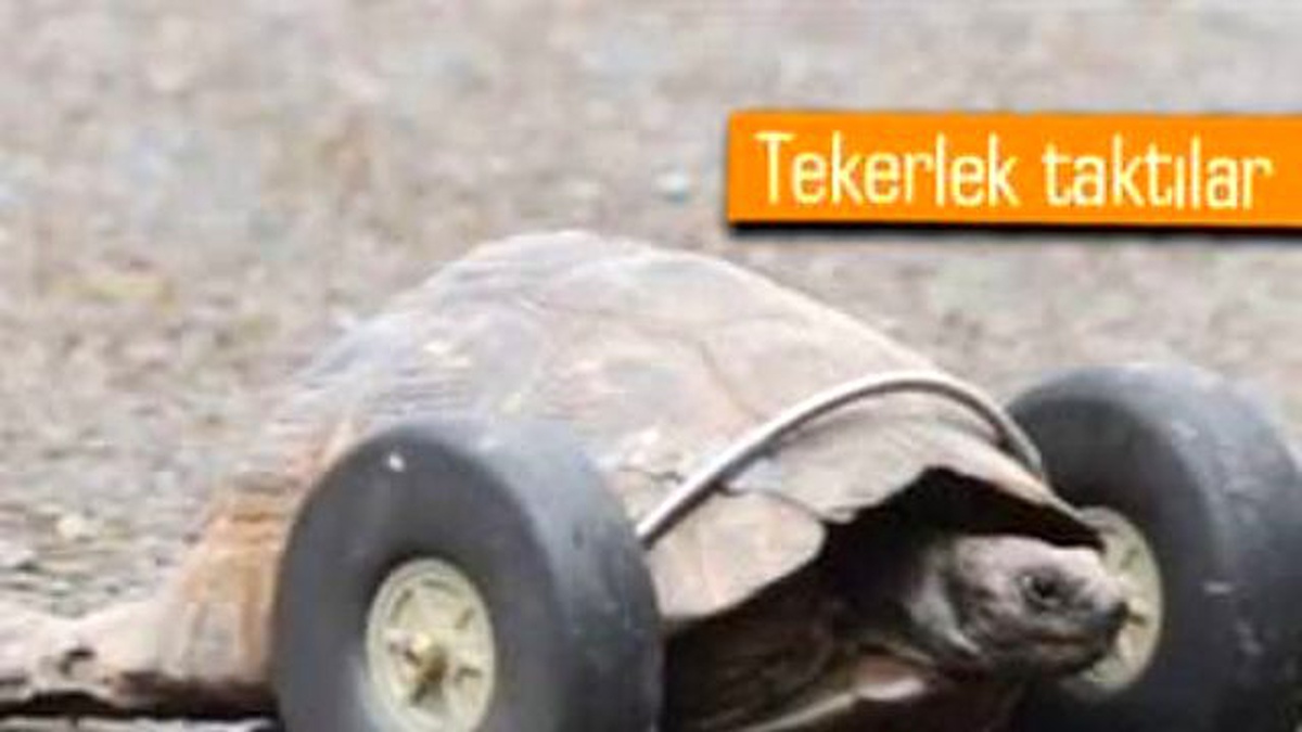 90 Yaşındaki Kaplumbağaya Protez Bacak