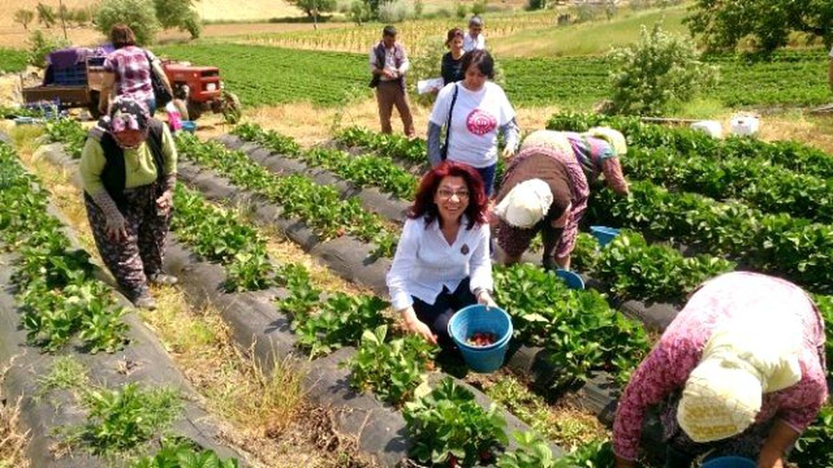 CHP\'li Tur Yıldız Biçer, Çilek Tarlasında