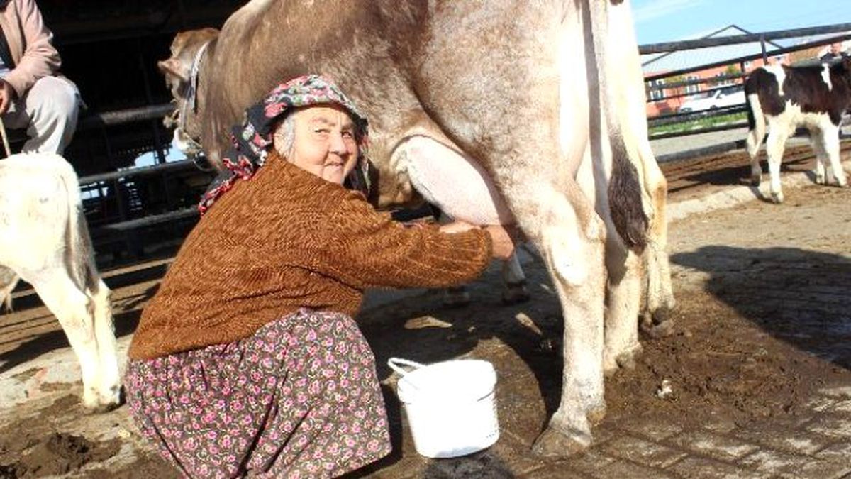 Girişimci Diye Buna Denir, Hiç İneği Yok Yüzlerce Litre Süt Satıyor