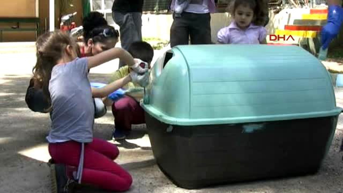 Hayvan Barınağı Rengarenk Boyandı