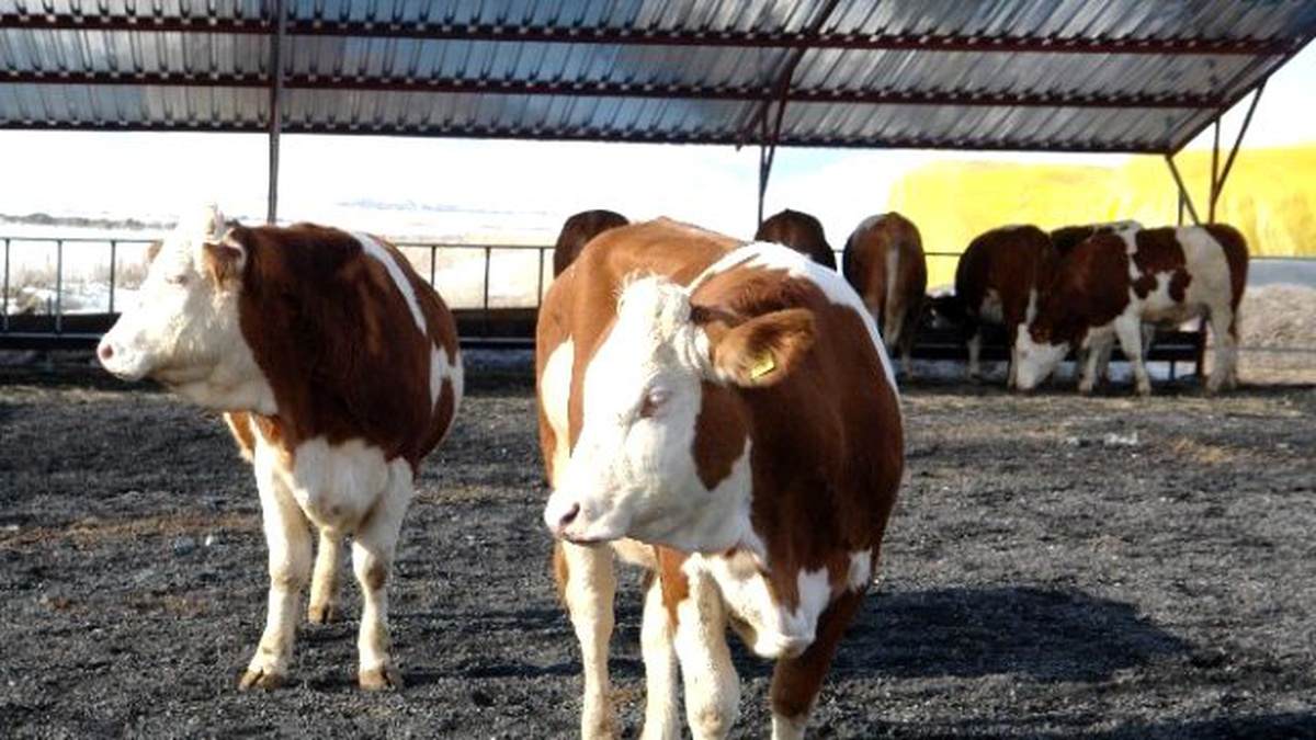 Hayvancılık İşletmelerine 26 Milyon TL Destekleme Ödemesi Yapıldı
