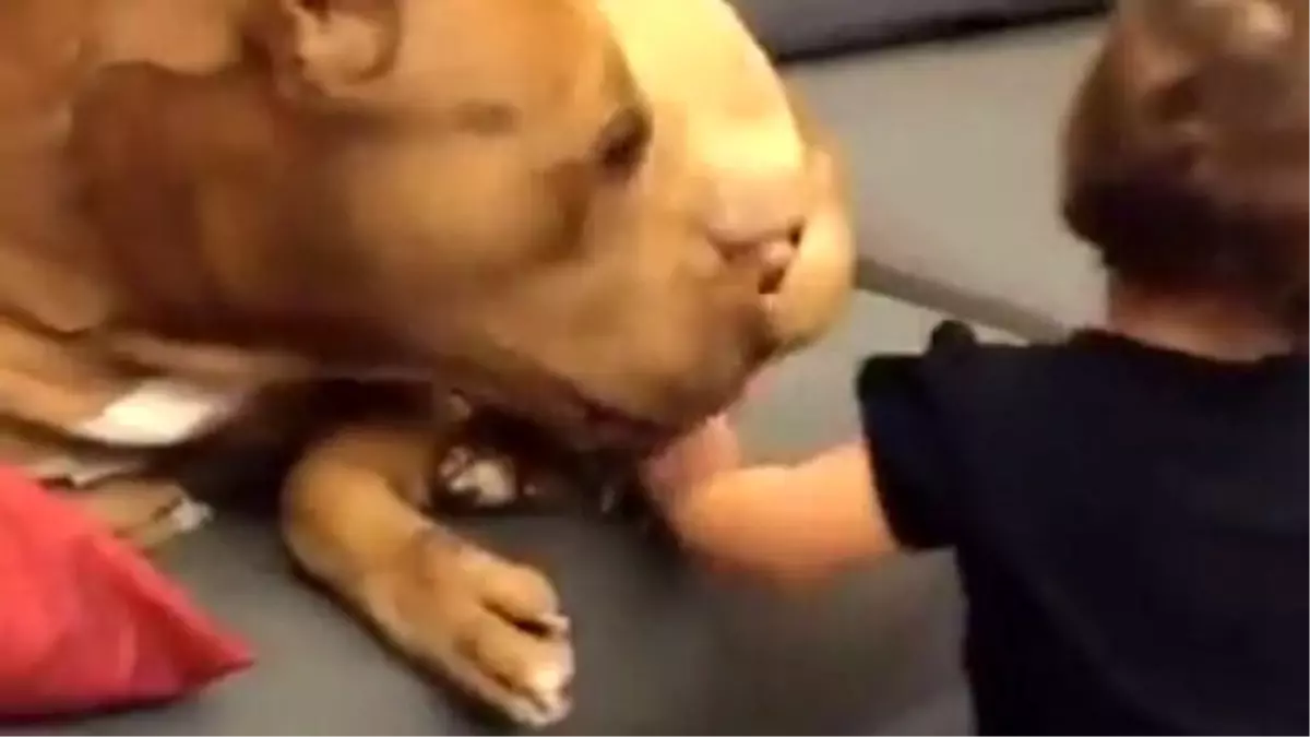 Köpeği Öpen Bebek