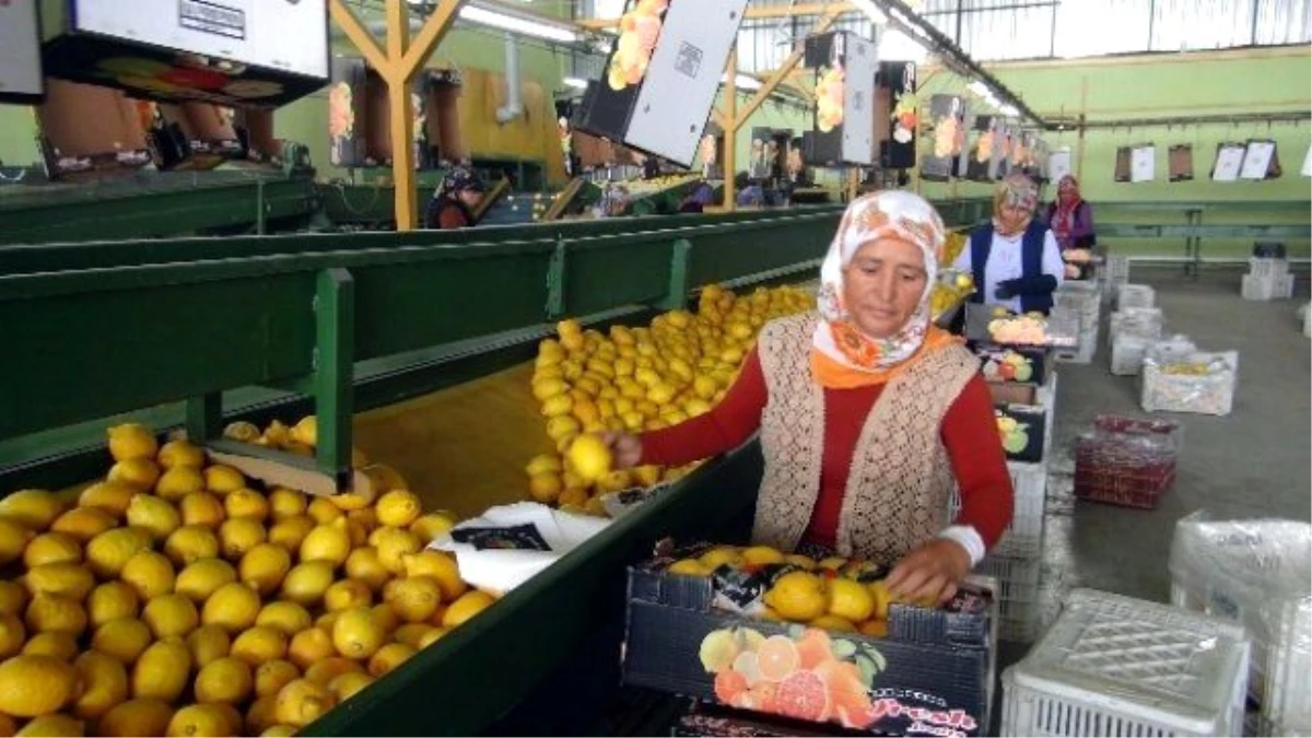 Irak\'a Limon İhracatı Başladı