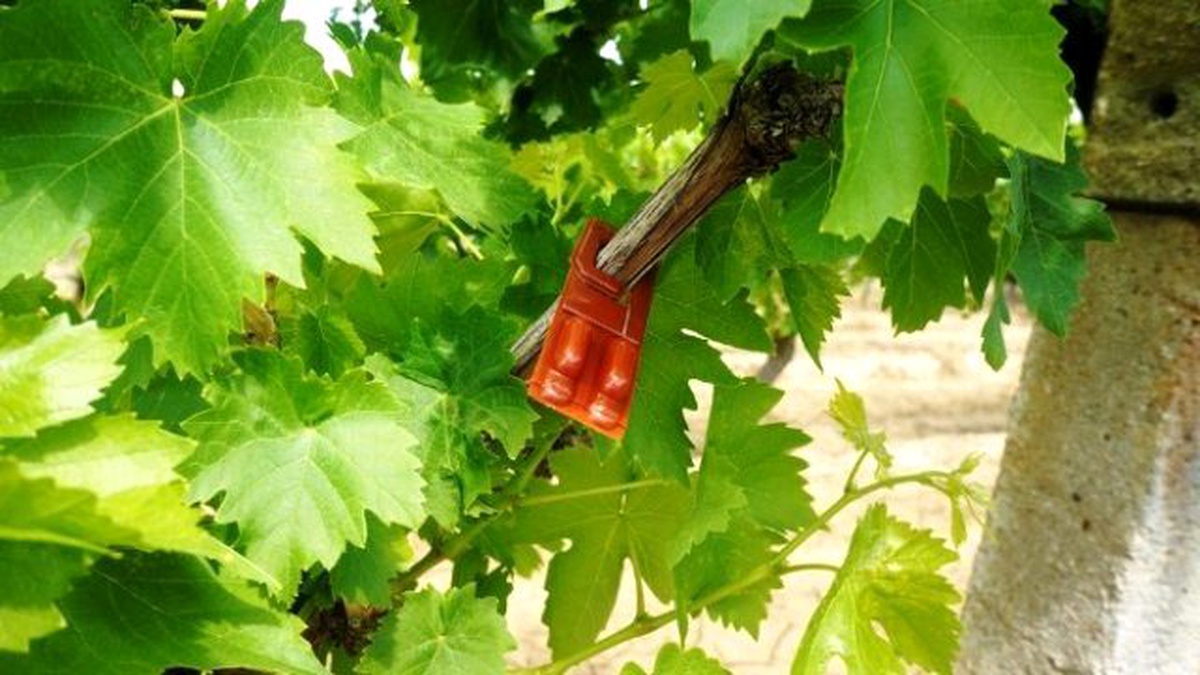 Salkım Güvesine Karşı \'Japon Tuzağı\'