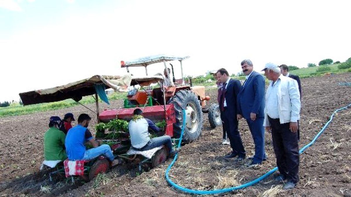 Samsat\'ta Tütün Ekimine Başlandı