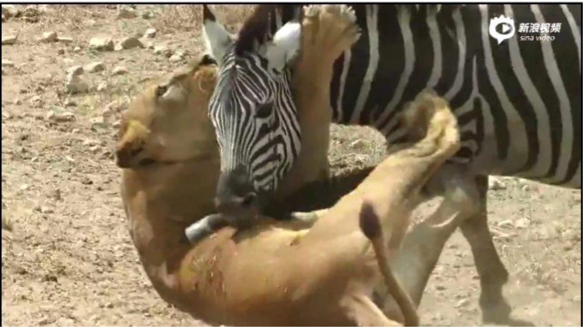 Zebra, Aslanı Isırarak Hayatta Kaldı