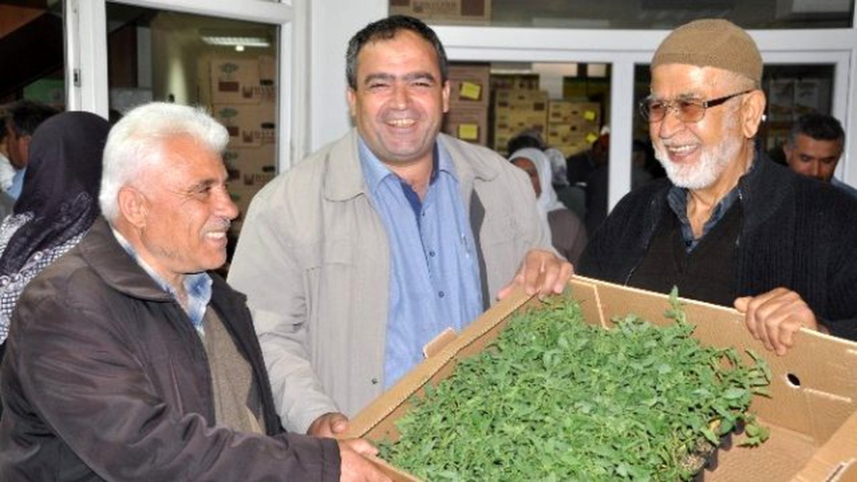 Ziraat Odası Çiftçilere 500 Bin Fide Dağıttı
