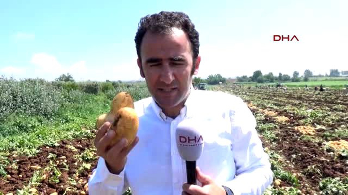 Adana Patatesin Fiyatı Önce Fırladı Şimdi Düştü