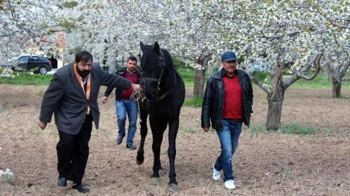 Beyşehir\'de Rahvan Atlar Kapalı Mekanlarından Çıktı