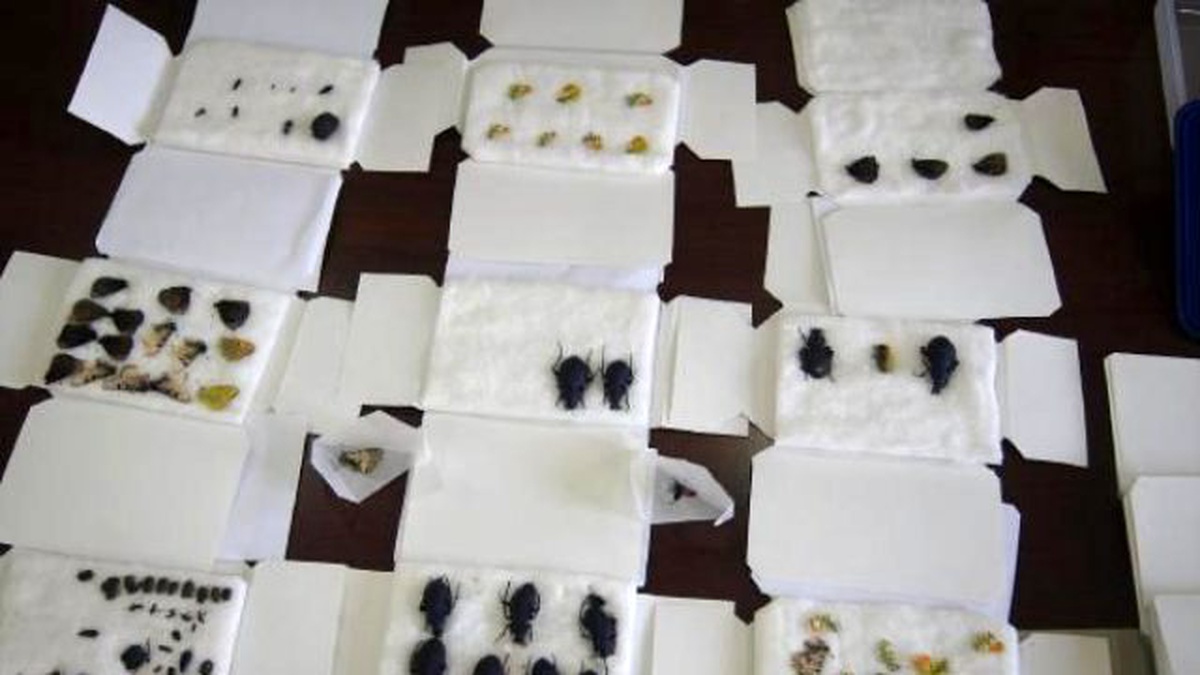 Biyokaçakçısı Rus Turistlere 77 Bin 102 TL Ceza