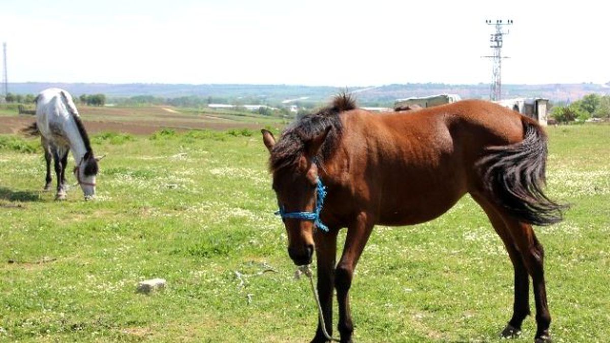Edirne\'nin Başıboş Atlarına, Valilikten Çobanlı Çözüm