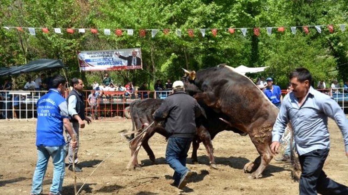 Efeler Boğa Güreşleri İspanya\'yı Aratmadı