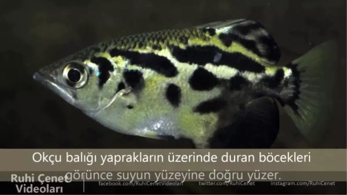 Enteresan Avlanan 5 Hayvan