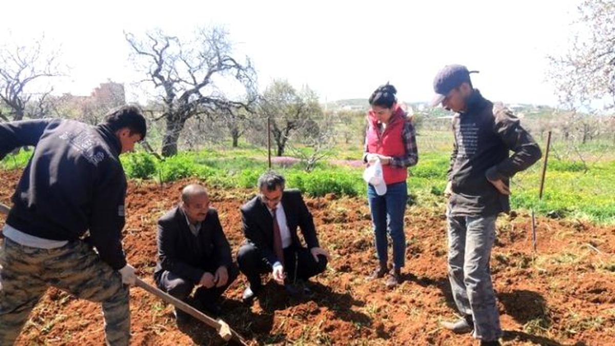 Fıstık Verimini Arttırmak İçin Böcek Tuzakları Kuruldu