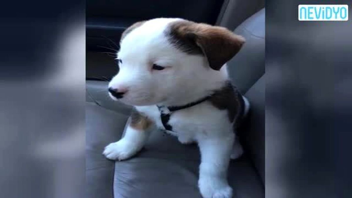 Hıçkıran Sevimli Köpek Yavrusu