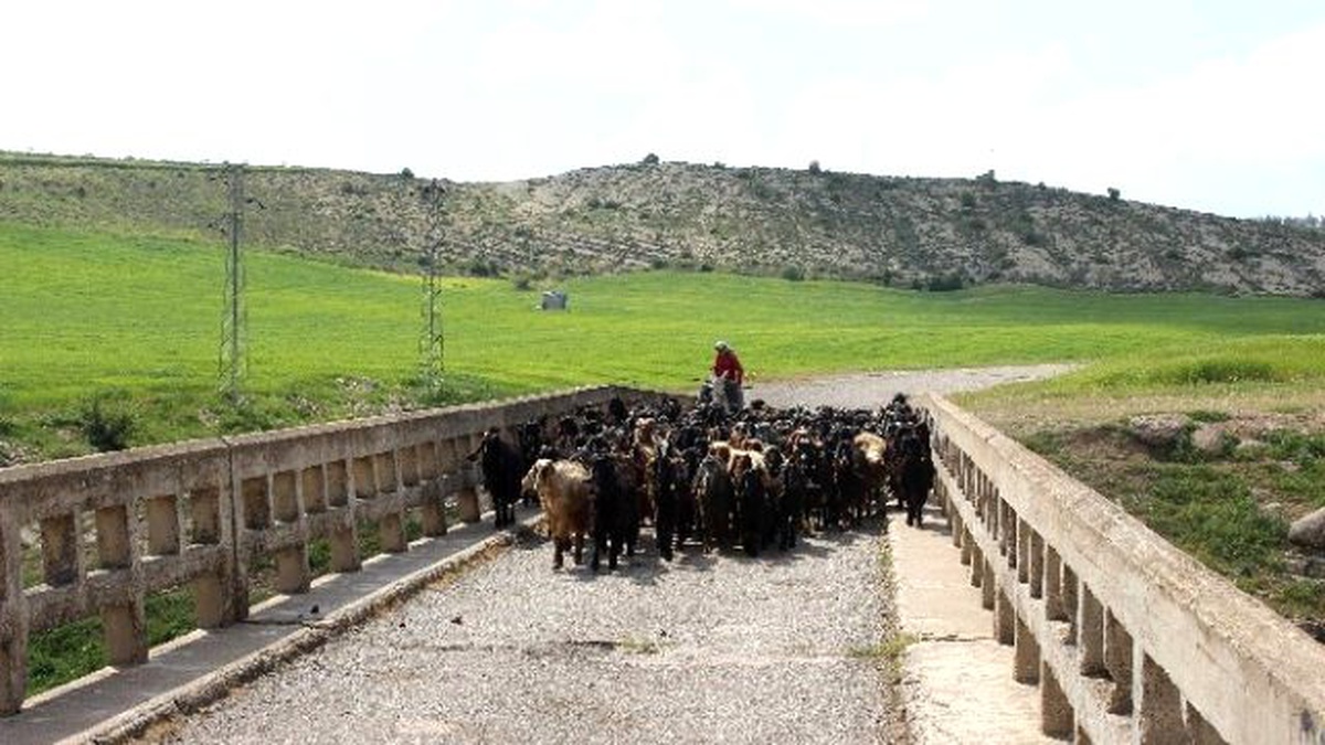 Kilis\'te Hayvanlar İçerisinde En Fazla Koyun Bulunuyor