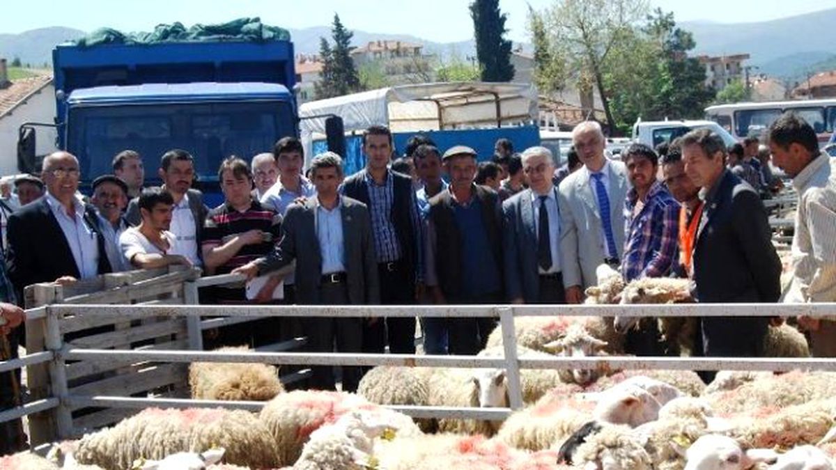 Orhanelili Çiftçilere Ücretsiz Koyun Dağıtıldı