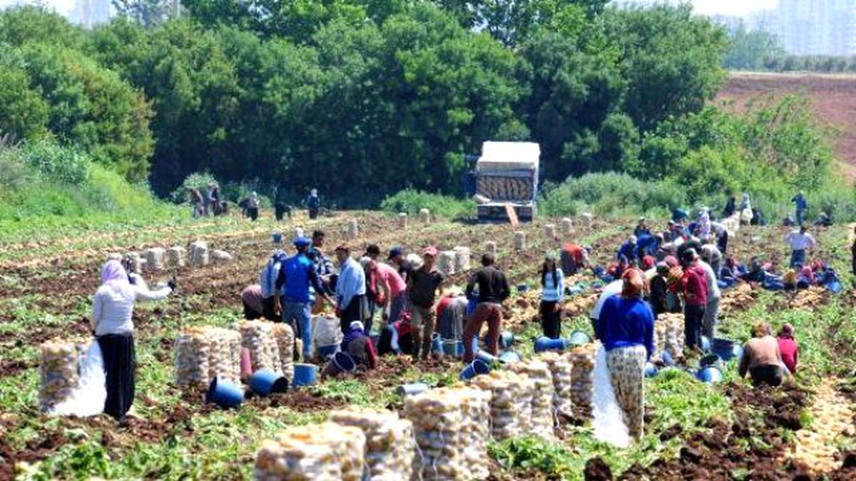 Patatesin Fırlayan Fiyatı Düşmeye Başladı