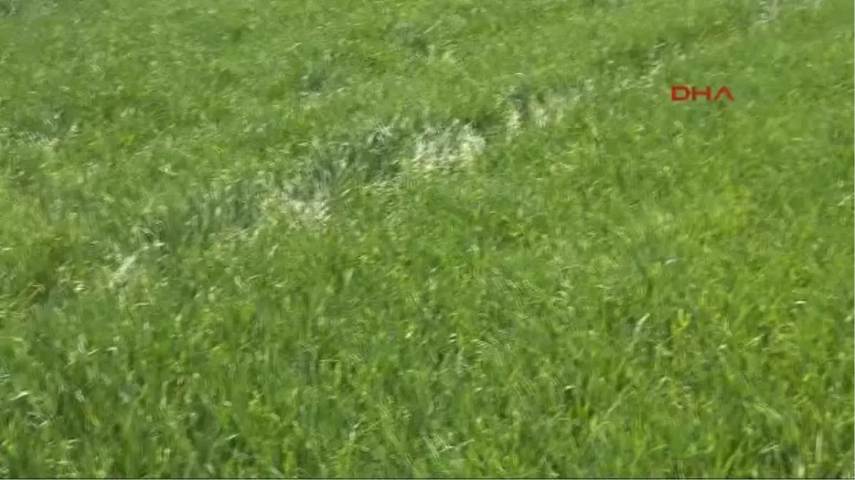 Record Grain Crop Expected İn Konya Region